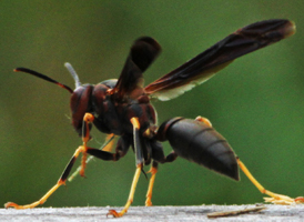 Polistes metricus